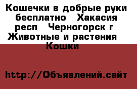 Кошечки в добрые руки бесплатно - Хакасия респ., Черногорск г. Животные и растения » Кошки   